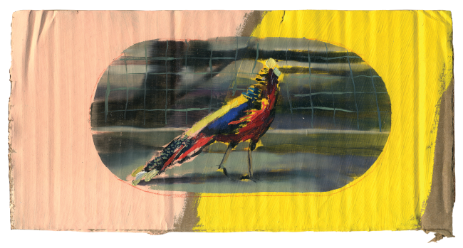 bird in zoo on carboard